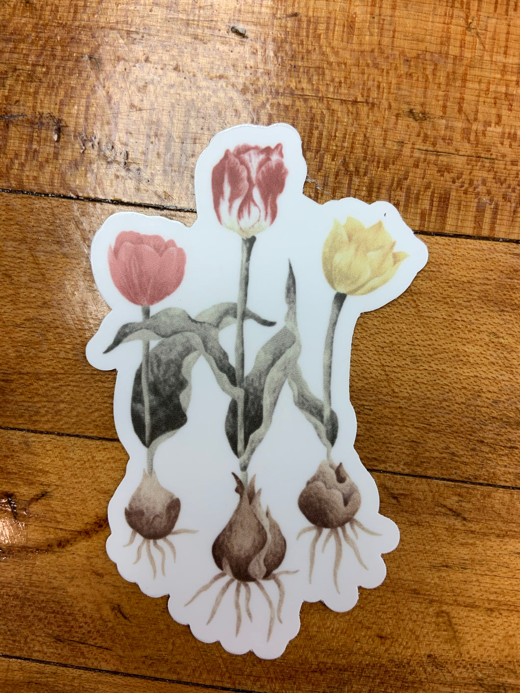 Tulips Rooted Sticker